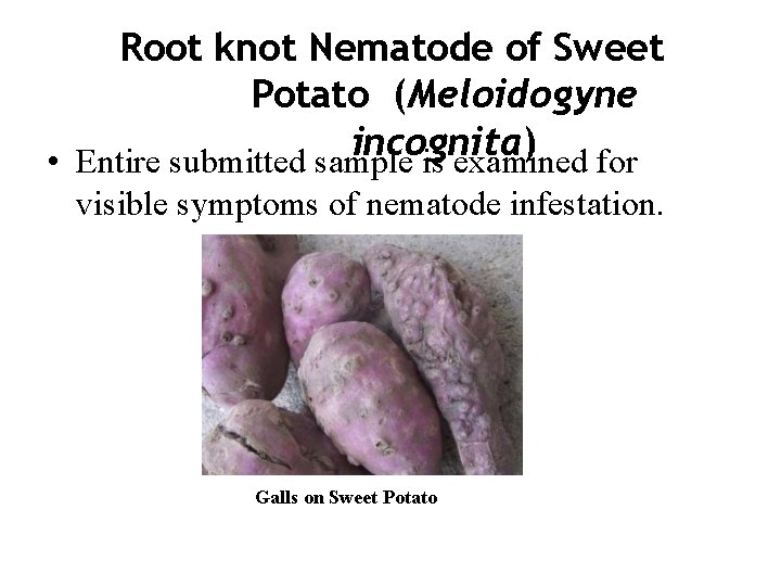 Root knot Nematode of Sweet Potato (Meloidogyne incognita) • Entire submitted sample is examined