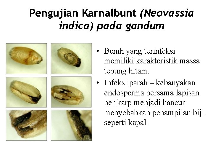 Pengujian Karnalbunt (Neovassia indica) pada gandum • Benih yang terinfeksi memiliki karakteristik massa tepung