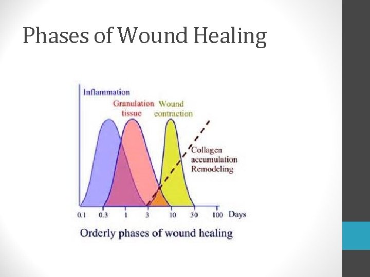 Phases of Wound Healing 