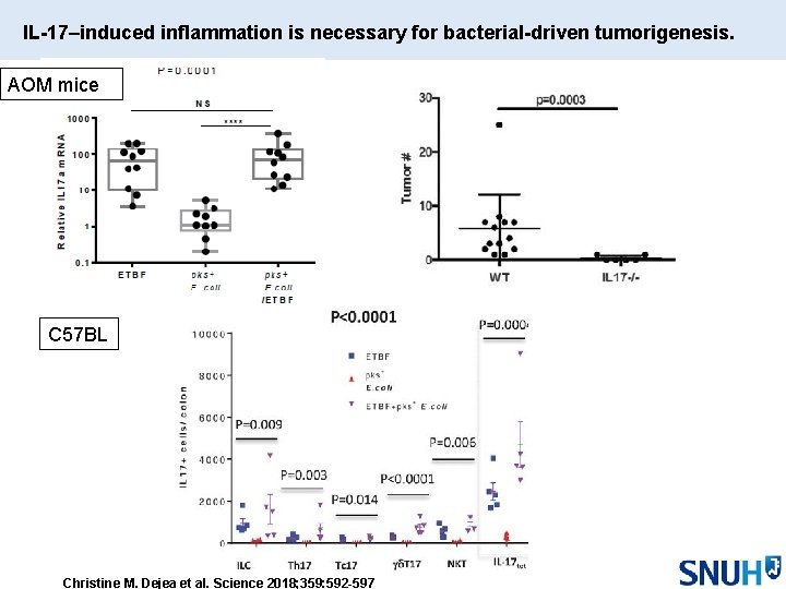 IL-17–induced inflammation is necessary for bacterial-driven tumorigenesis. AOM mice C 57 BL Christine M.