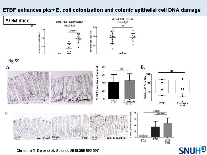 ETBF enhances pks+ E. coli colonization and colonic epithelial cell DNA damage AOM mice