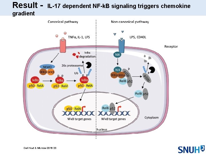 Result - IL-17 dependent NF-k. B signaling triggers chemokine gradient Cell Host & Microbe