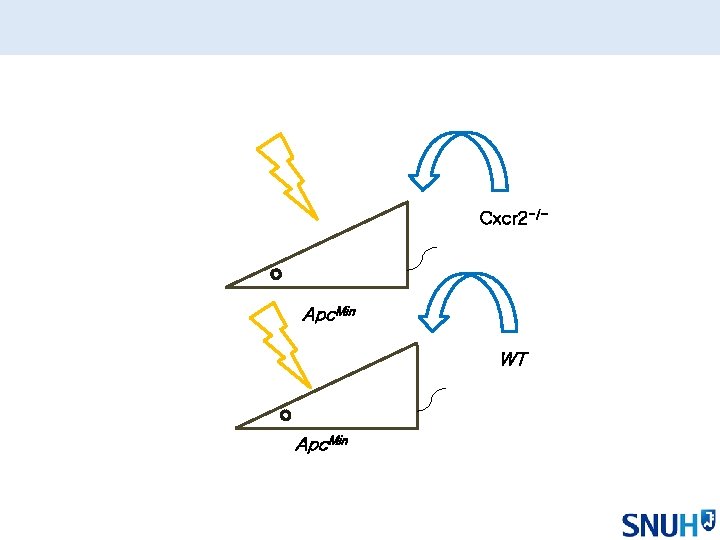Cxcr 2 -/- Apc. Min WT Apc. Min 