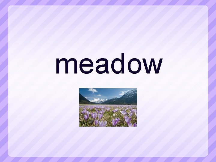 meadow 