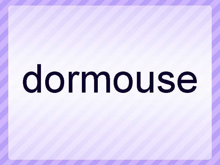 dormouse 