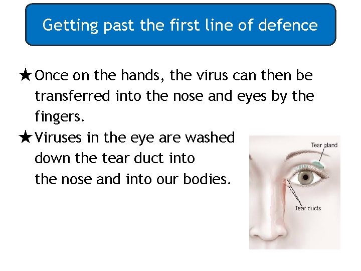 Getting past the first line of defence ★ Once on the hands, the virus