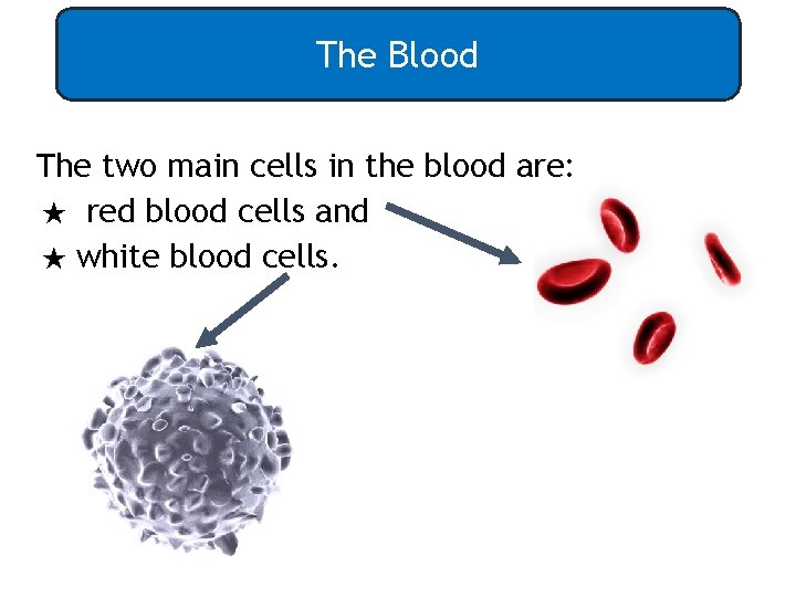 The Blood The two main cells in the blood are: ★ red blood cells