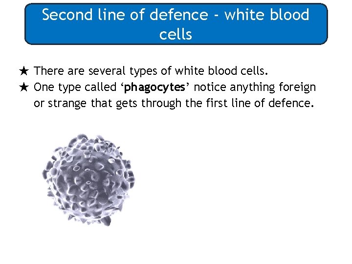 Second line of defence - white blood cells ★ There are several types of