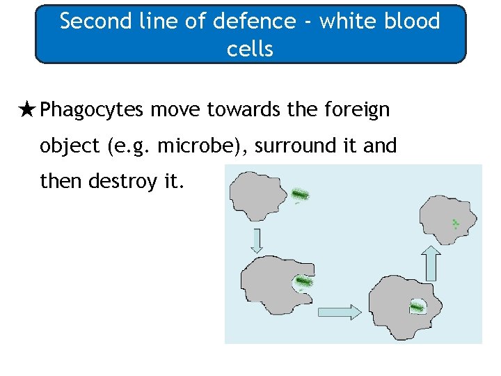 Second line of defence - white blood cells ★Phagocytes move towards the foreign object