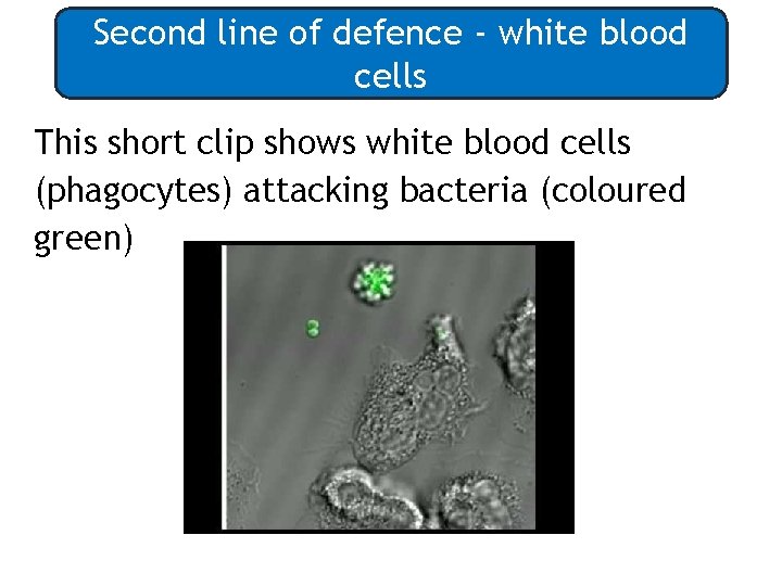 Second line of defence - white blood cells This short clip shows white blood