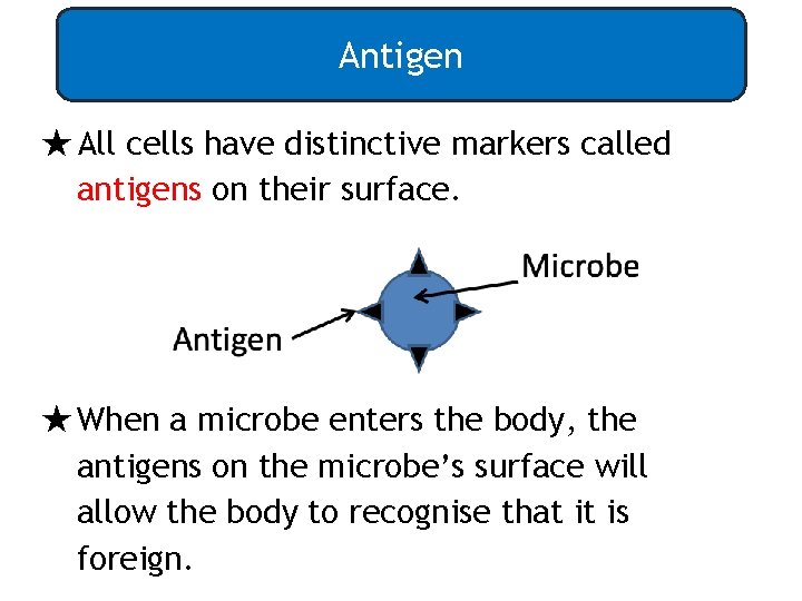 Antigen ★All cells have distinctive markers called antigens on their surface. ★When a microbe