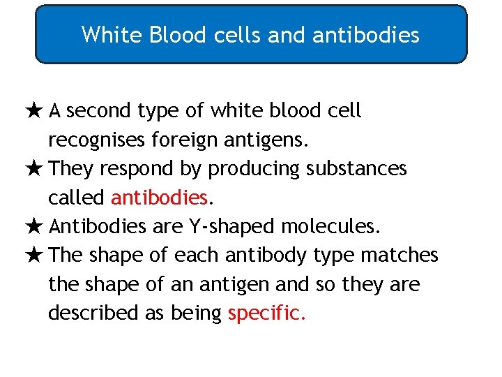 White Blood cells and antibodies ★ A second type of white blood cell recognises