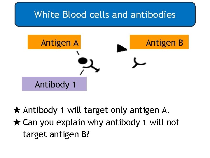 White Blood cells and antibodies Antigen A Antigen B Antibody 1 ★ Antibody 1