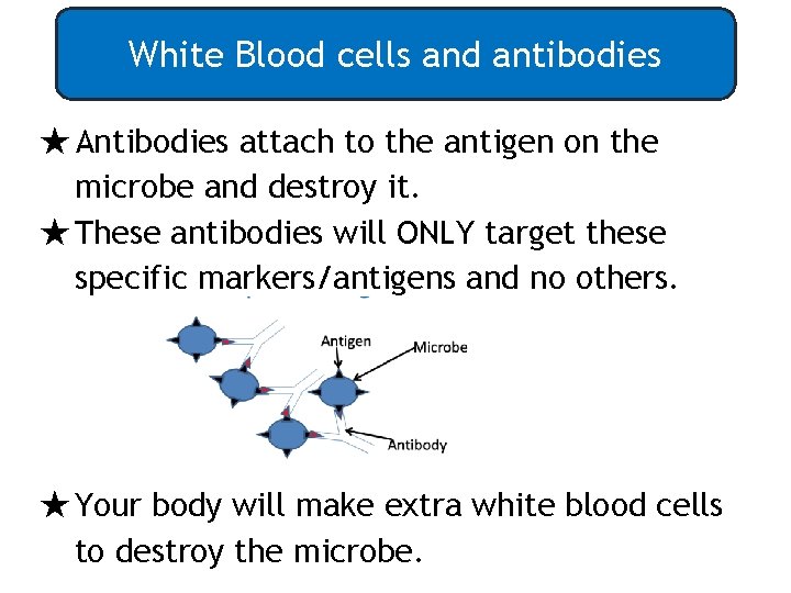 White Blood cells and antibodies ★Antibodies attach to the antigen on the microbe and