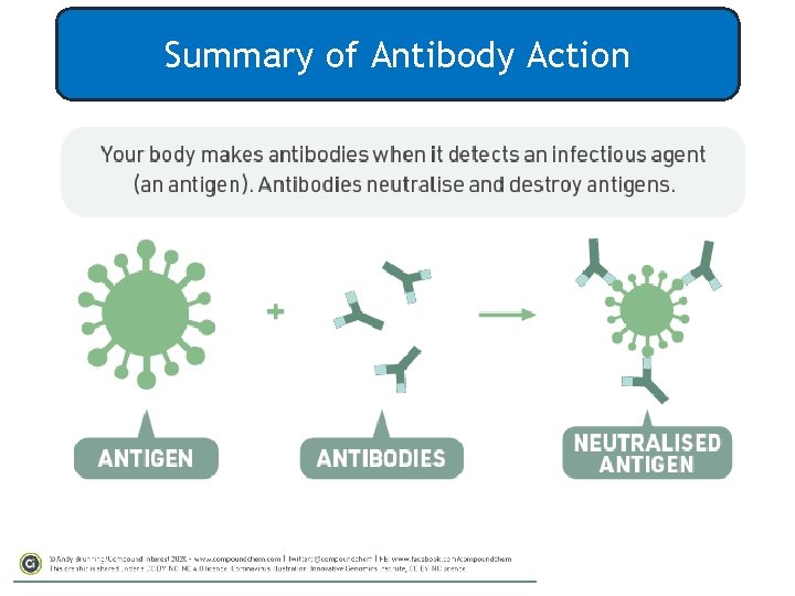 Summary of Antibody Action 