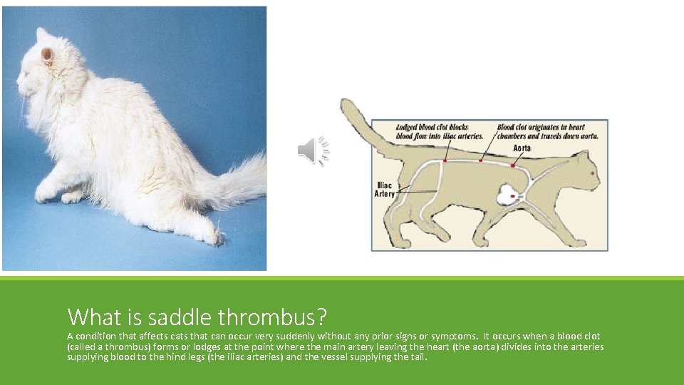 What is saddle thrombus? A condition that affects cats that can occur very suddenly