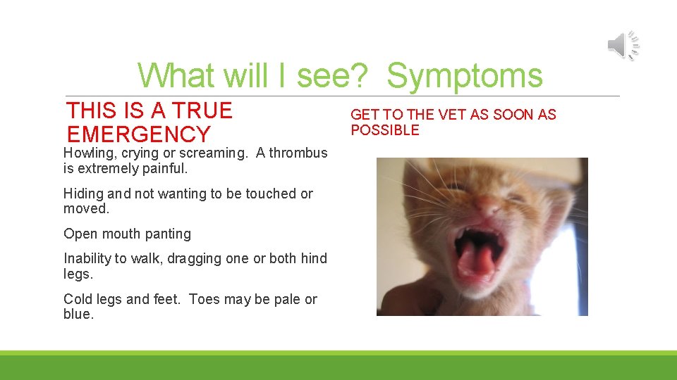 What will I see? Symptoms THIS IS A TRUE EMERGENCY Howling, crying or screaming.