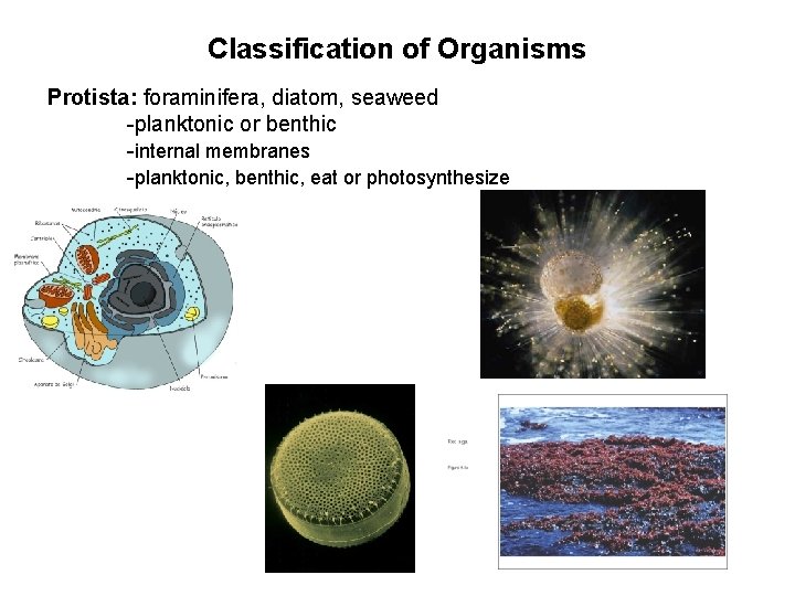 Classification of Organisms Protista: foraminifera, diatom, seaweed -planktonic or benthic -internal membranes -planktonic, benthic,