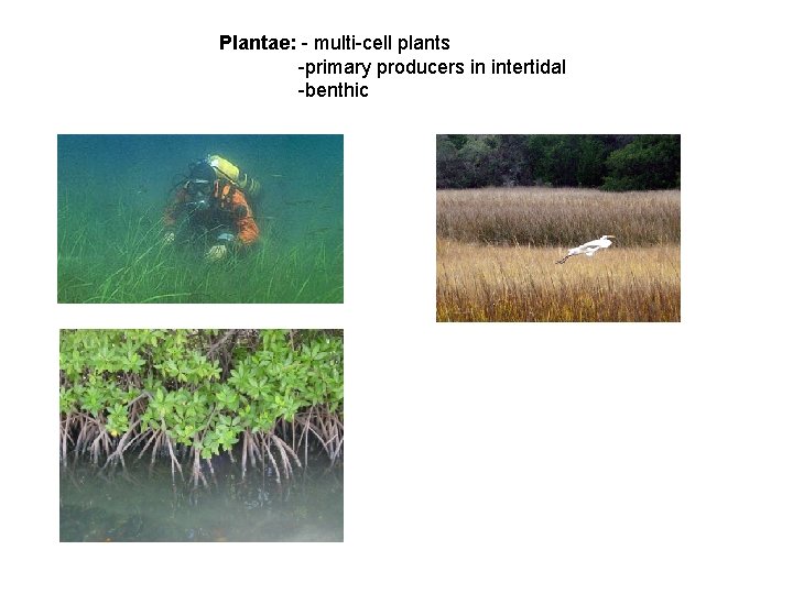 Plantae: - multi-cell plants -primary producers in intertidal -benthic 