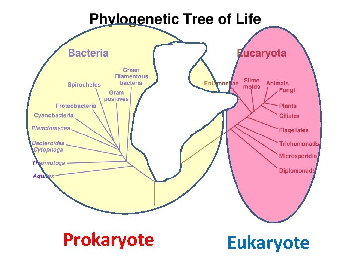 Prokaryote Eukaryote 