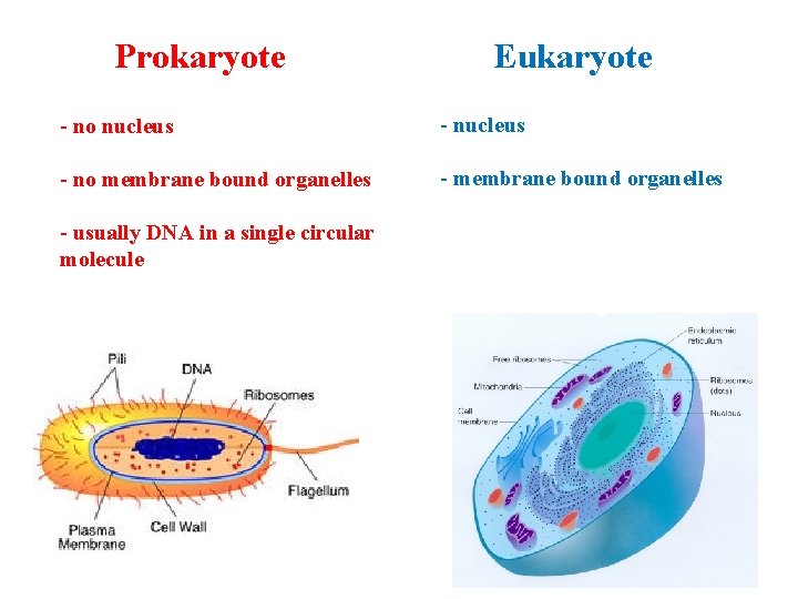 Prokaryote Eukaryote - no nucleus - no membrane bound organelles - usually DNA in