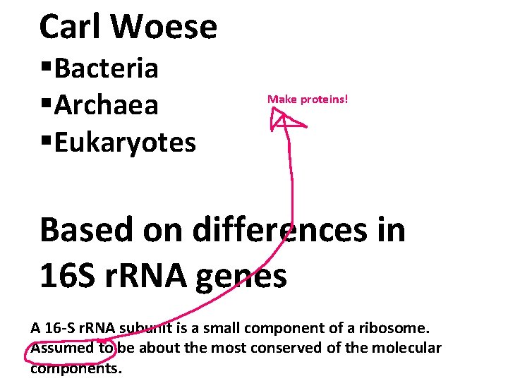 Carl Woese §Bacteria §Archaea §Eukaryotes Make proteins! Based on differences in 16 S r.