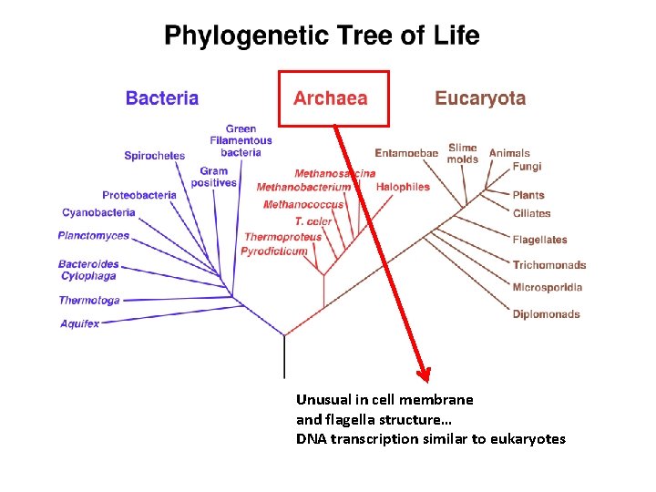 Unusual in cell membrane and flagella structure… DNA transcription similar to eukaryotes 