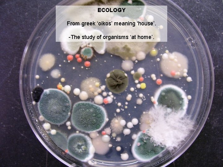 ECOLOGY From greek ‘oikos’ meaning ‘house’. -The study of organisms ‘at home’. 