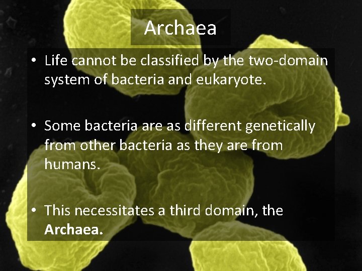 Archaea • Life cannot be classified by the two-domain system of bacteria and eukaryote.