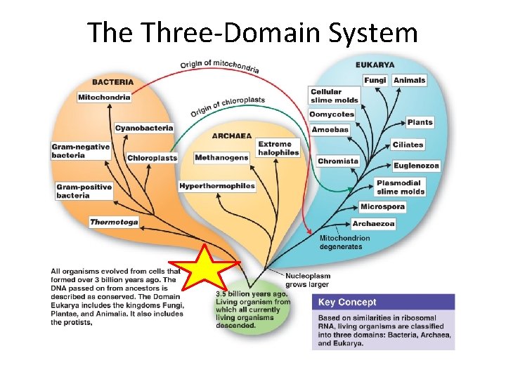 The Three-Domain System 