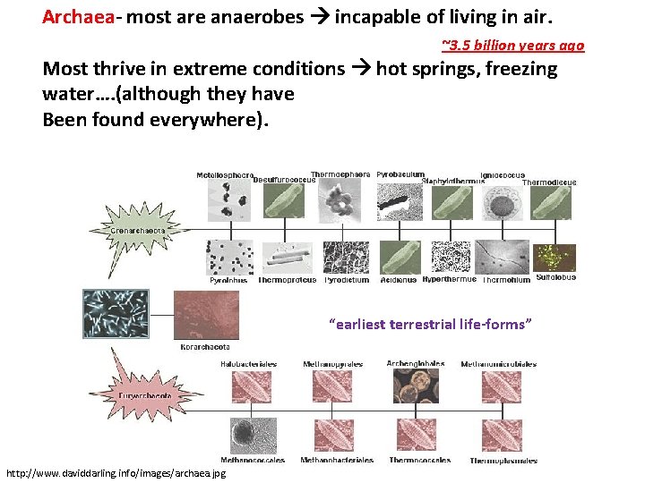 Archaea- most are anaerobes incapable of living in air. ~3. 5 billion years ago