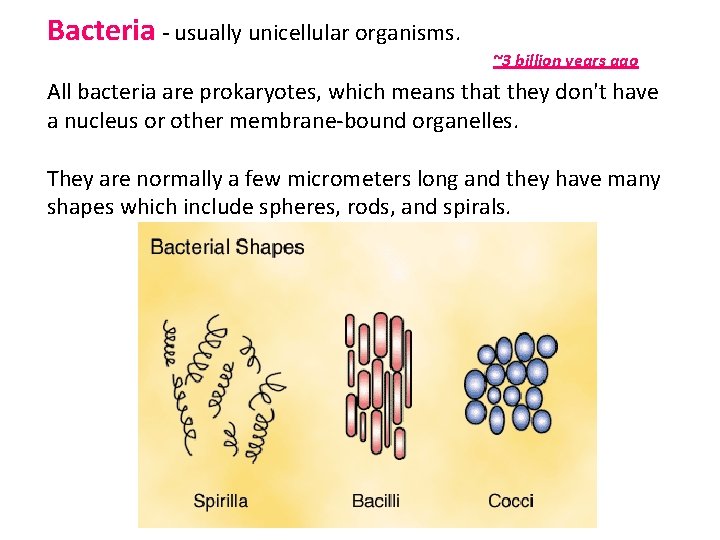 Bacteria - usually unicellular organisms. ~3 billion years ago All bacteria are prokaryotes, which