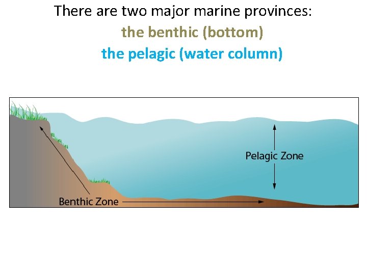 There are two major marine provinces: the benthic (bottom) the pelagic (water column) 
