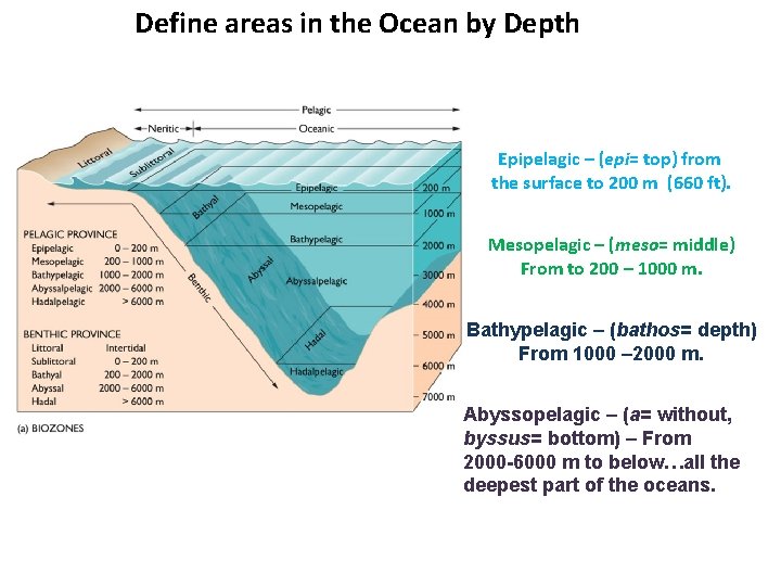 Define areas in the Ocean by Depth Epipelagic – (epi= top) from the surface
