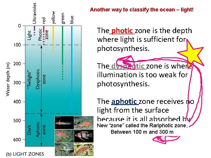 Another way to classify the ocean – light! The photic zone is the depth