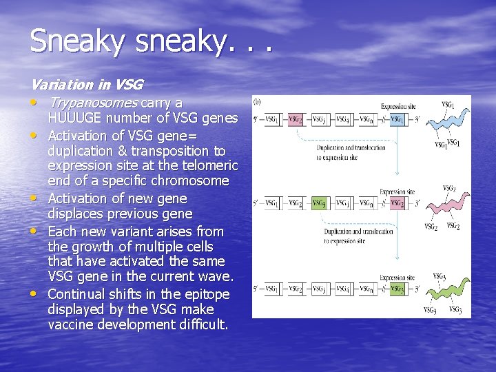 Sneaky sneaky. . . Variation in VSG • Trypanosomes carry a • • HUUUGE