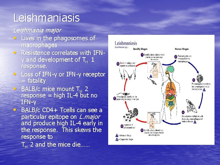 Leishmaniasis Leishmania major • Lives in the phagosomes of • • macrophages Resistence correlates