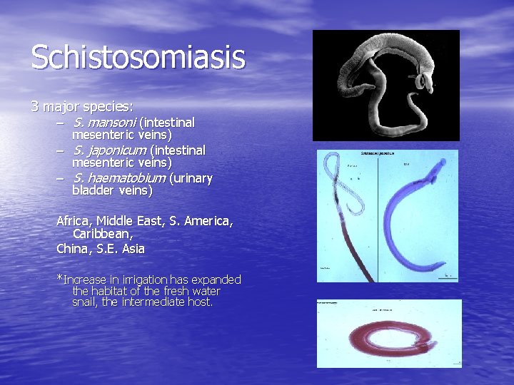 Schistosomiasis 3 major species: – S. mansoni (intestinal mesenteric veins) – S. japonicum (intestinal