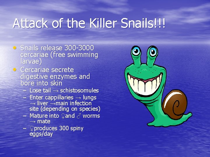 Attack of the Killer Snails!!! • Snails release 300 -3000 • cercariae (free swimming