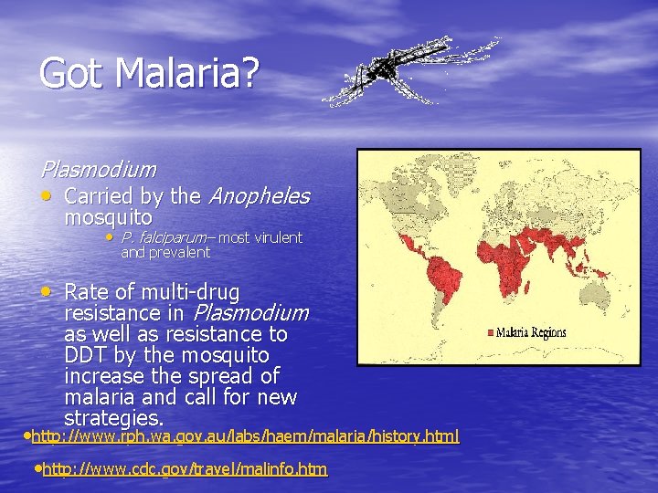 Got Malaria? Plasmodium • Carried by the Anopheles mosquito • P. falciparum– most virulent