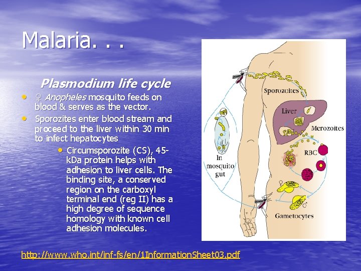 Malaria. . . Plasmodium life cycle • ♀ Anopheles mosquito feeds on • blood