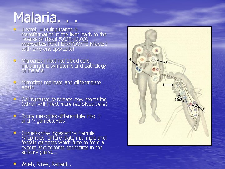 Malaria. . . • 1 week = Multiplication & transformation in the liver leads