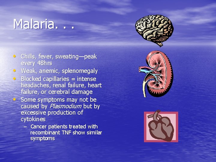 Malaria. . . • Chills, fever, sweating—peak • • • every 48 hrs Weak,