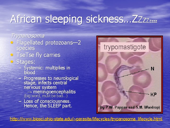 African sleeping sickness…ZZZZzzzz Trypanosoma • Flagellated protozoans— 2 • • species Tse fly carries