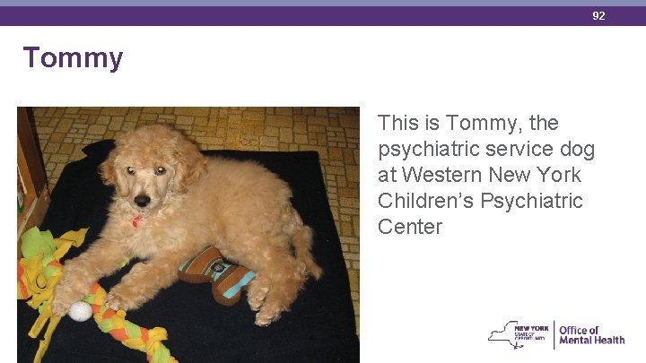 92 Tommy This is Tommy, the psychiatric service dog at Western New York Children’s