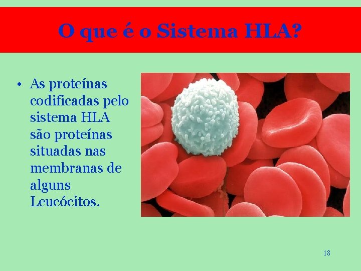 O que é o Sistema HLA? • As proteínas codificadas pelo sistema HLA são