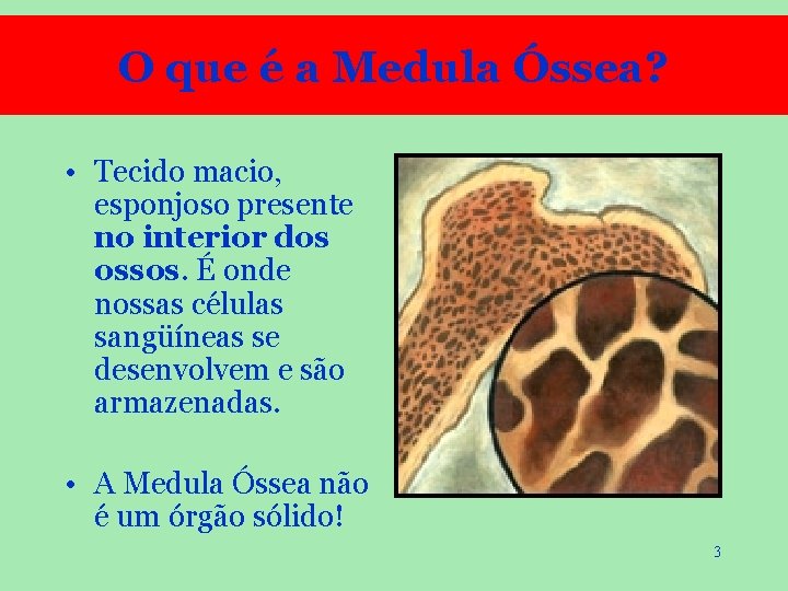 O que é a Medula Óssea? • Tecido macio, esponjoso presente no interior dos