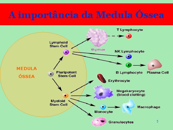 A importância da Medula Óssea MEDULA ÓSSEA 5 