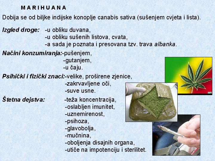 MARIHUANA Dobija se od biljke indijske konoplje canabis sativa (sušenjem cvjeta i lista). Izgled