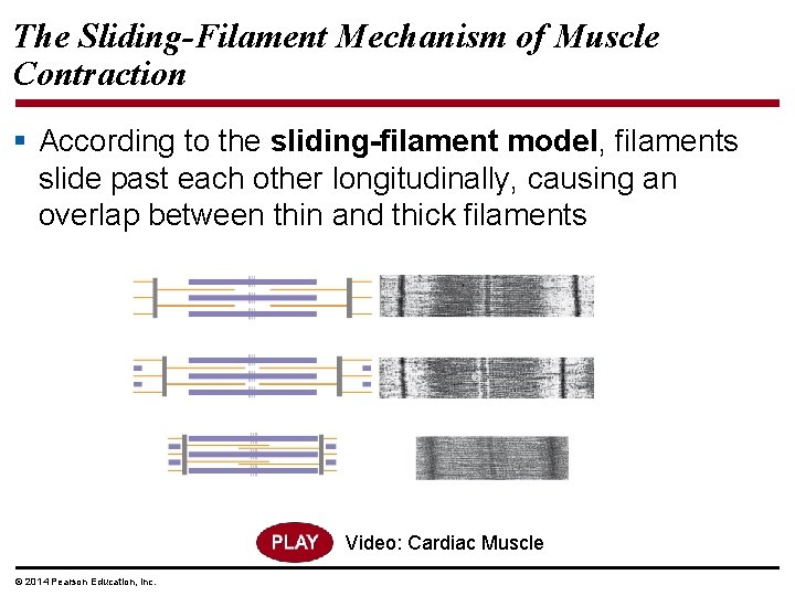 The Sliding-Filament Mechanism of Muscle Contraction § According to the sliding-filament model, filaments slide